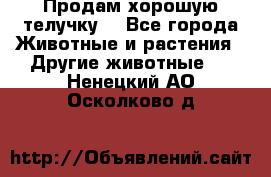 Продам хорошую телучку. - Все города Животные и растения » Другие животные   . Ненецкий АО,Осколково д.